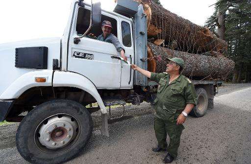 A Moroccan forest guard checks a logger's documents in the Cedrus Atlantica forest, near the central town of Azrou