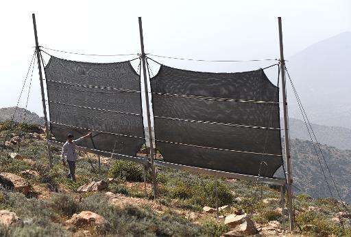 A Moroccan inspects fog fences in a hamlet on the outskirts of the southern coastal city of Sidi Ifni, on June 7, 2015