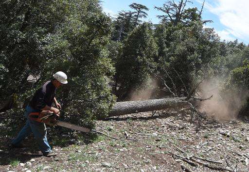A Moroccan worker cuts down a cedar tree in the Cedrus Atlantica forest, near the central town of Azrou