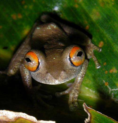 Amphibian chytrid fungus reaches Madagascar