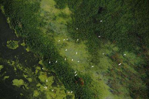 An aerial view of the wetlands in Chaohu, central China's Anhui province in 2012