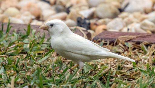 An albino sparrow, one of the rarest birds in the world, seen in the outer Melbourne suburb of Point Cook