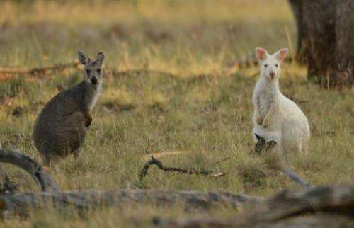 An albino wallaroo with a normal coloured joey and adult daughter sit between the trunks of eucalyptus gum trees in the Mount Pa