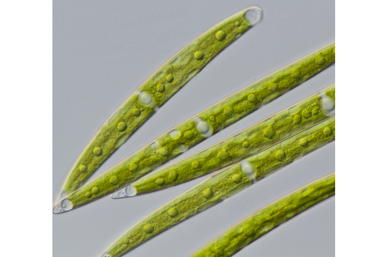 Ancient alga knew how to survive on land before it left water &amp; evolved into first plant