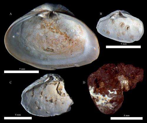Ancient fossils reveal rise in parasitic infections due to climate change