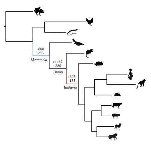 Ancient 'genomic parasites' spurred evolution of pregnancy in mammals