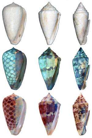 Ancient seashell coloration patterns revealed using ultraviolet light