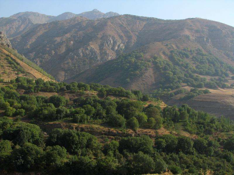 Ancient walnut forests linked to languages, trade routes