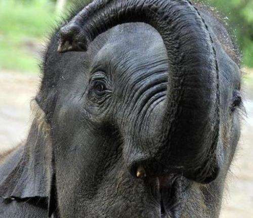 An elephant at a camp in Chiang Mai, in the north of Thailand, is pictured on March 18, 2011