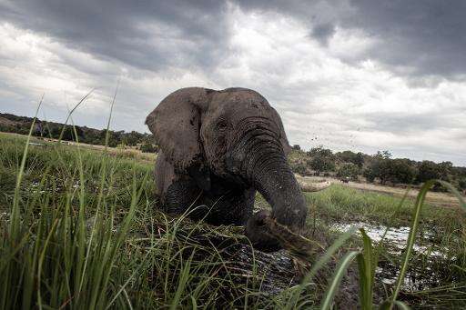 An elephant in the waters of the Chobe river in Botswana Chobe National Park, in the northeast of the country