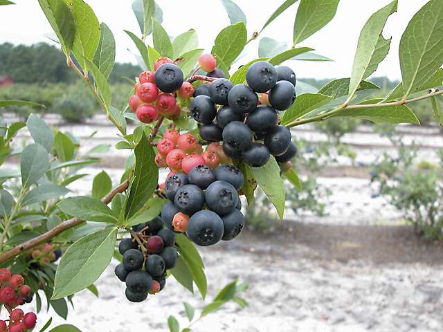 A new blueberry for home growers