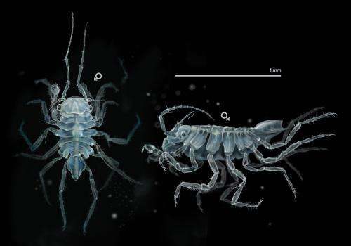 A new crustacean species found in Galicia