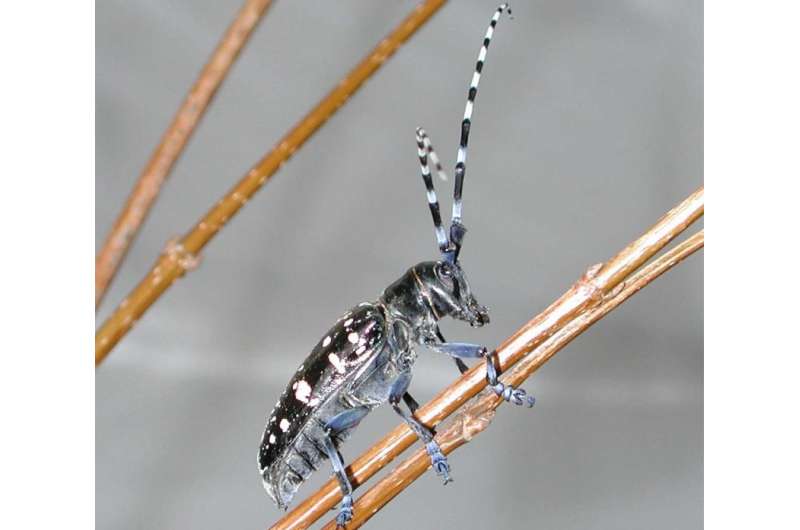 A new online resource on the Asian longhorned beetle