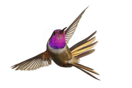 A new species of hummingbird?