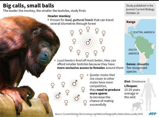 A new study has found that the louder howler monkeys are, the smaller their testicles