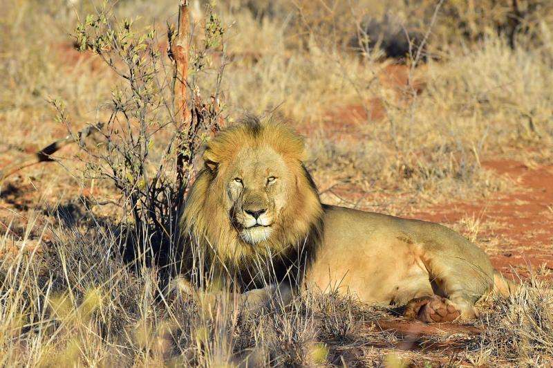 A new study involving Oxford scientists shows that lion populations in much of Africa are in rapid decline. 