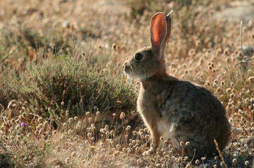 A new variant of the rabbit hemorrhagic disease endangers the Iberian lynx