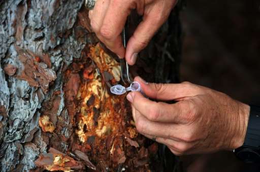 An expert takes samples of the southern pine beetles (Dentroctomus frontalis) affecting a forested area in Talanga on November 9