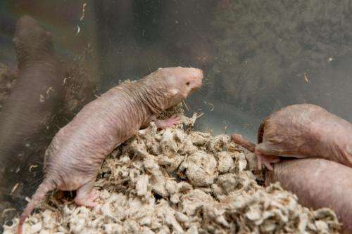 An extra protein gives naked mole rats more power to stop cancer
