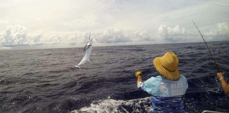 Anglers have helped detect a shift in the habitat of black marlin