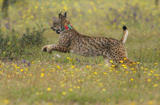 An Iberian lynx Lila takes its first steps after being released on a farm near the village of Mazarambros near Toledo as part of