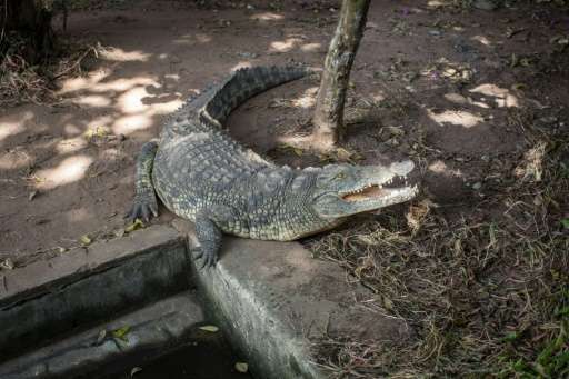 A Nile crocodile sits in the small zoo Willem Boulanger's back yard in Kolwezi, in southeast Democratic Republic of Congo's Kata