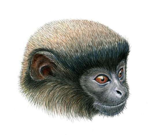 An illustration obtained on August 20, 2015 shows a Callicebus urubambensis or Urubamba brown titi monkey