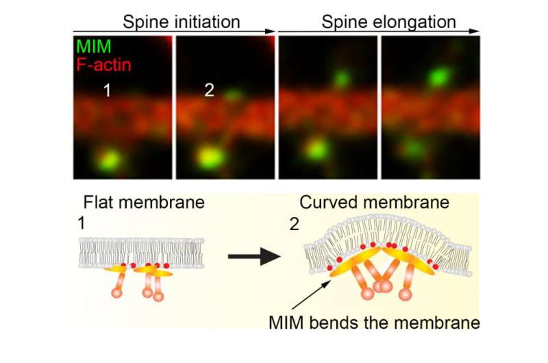 An initiation mechanism for dendritic spines discovered