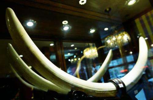 An ivory handicraft is on display at a shop in Hangzhou, east China's Zhejiang province, on February 27, 2015