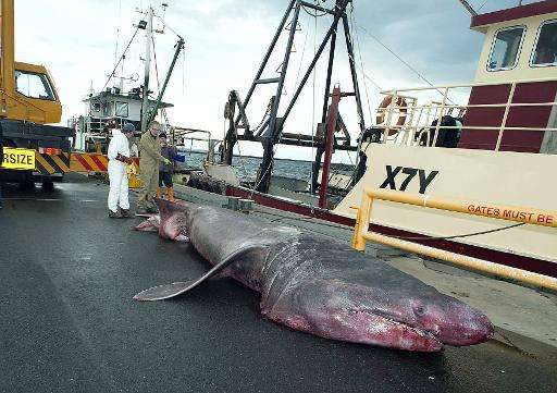 An official measures a giant basking shark that was accidentally picked up by a fishing trawler in the Bass Strait off the Austr