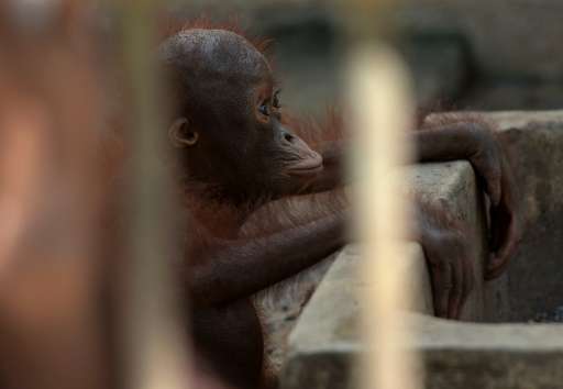 An orangutan looks on at the Khao Pra Thab Chang Conservation Centre in Ratchaburi, Thailand, on November 11, 2015 after being s