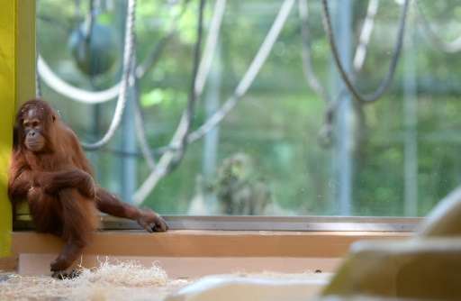 An orangutan sits in its enclosure at the zoo Hellabrunn in Munich, southern Germany on July 22, 2015