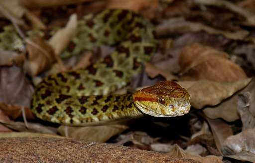 An ornate red, yellow and orange pit viper is one of the new species found in the Himalayas, alongside many plants, fish and inv