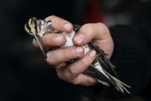 An ornithologist examines a Jack snipe at a remote camp run by bir experts and volunteers near Krynica Morska, northern Poland, 
