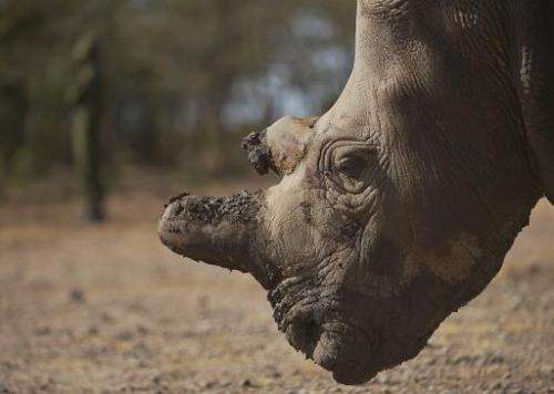 A northern white female rhinoceros at the Ol Pejeta Conservancy, a species scientists hope will stave off extinction thanks to a
