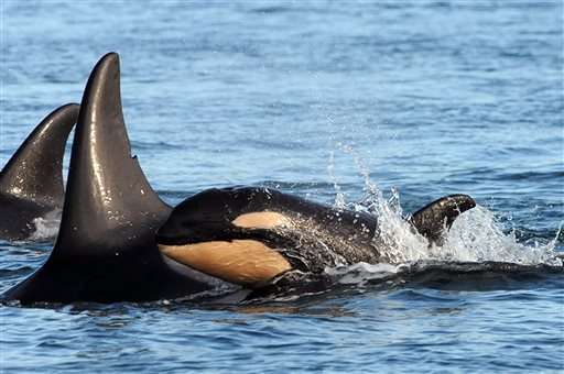 Another baby: 8th endangered orca spotted in Puget Sound