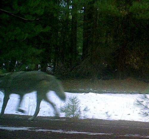 Another wandering wolf arrives in southwest Oregon