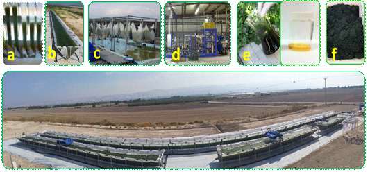 A novel technology to produce microalgae biomass as feedstock for biofuel, food, feed and more