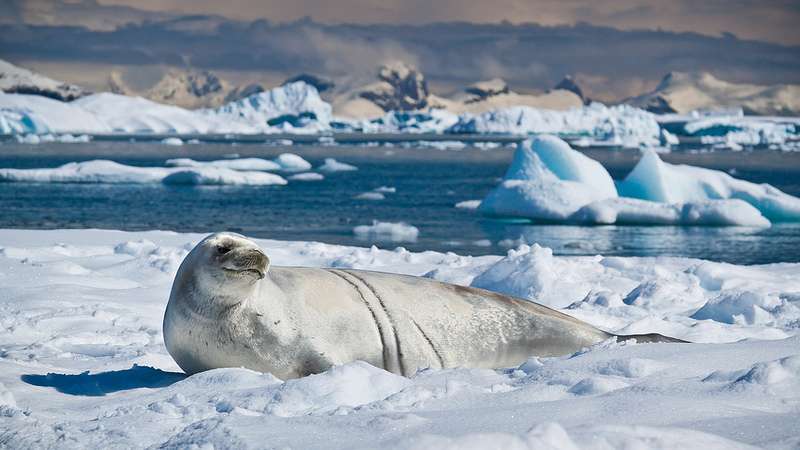 Antarctica’s wildlife in a changing climate