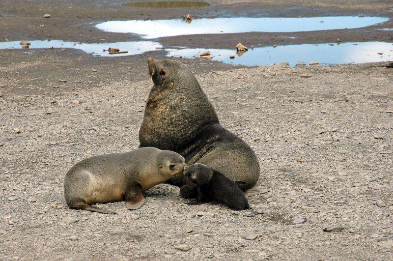 Antarctic fur seals have unique ‘scent profile’ to recognise their pups