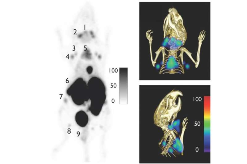 Antibody fragments expand what PET imaging can 'see' in mice (video)