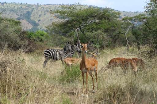 Antilope and zebra stand on July 1, 2015 in the Akagera National Park in the east of Rwanda, where lions lion brought from South