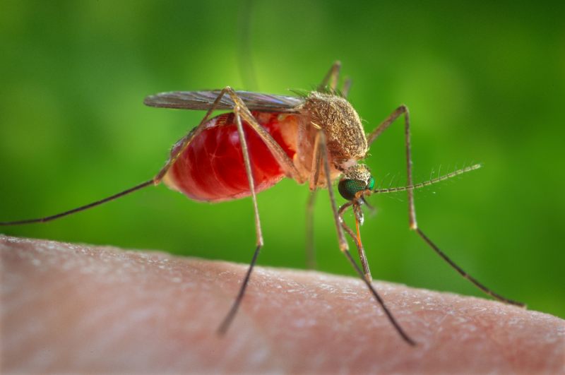 Antiviral compound may protect brain from pathogens, West Nile virus study shows