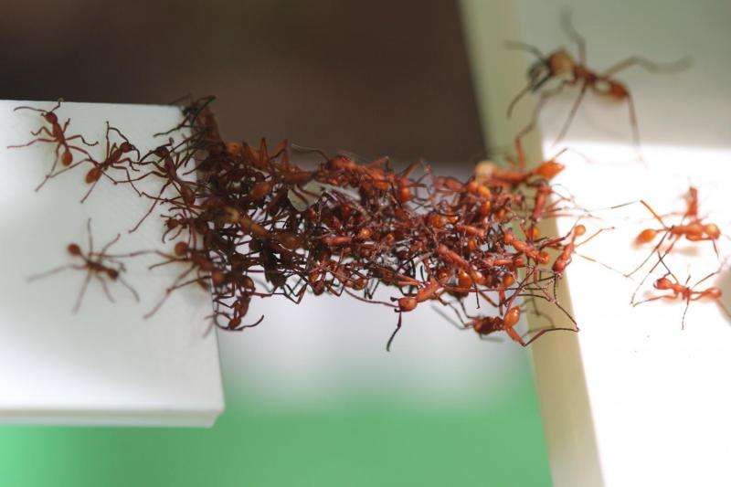 Ants filmed building moving bridges from their live bodies