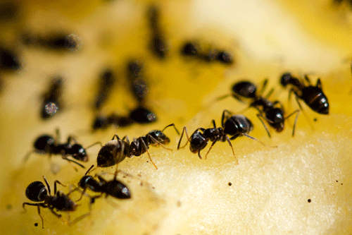 Ants have different ‘standards’ when it comes to choosing a home