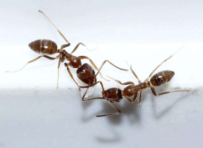 Ants' movements hide mathematical patterns