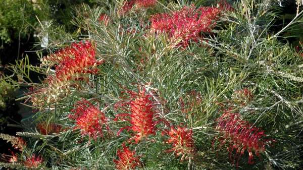 ANZAC grevillea hybrid marks centenary celebrations