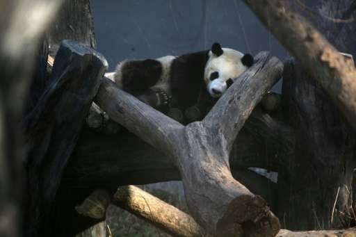 A panda sleeps in an enclosure in a zoo in Nanjing on February 8, 2015