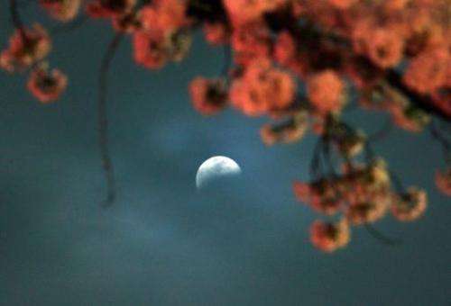 A partial lunar eclipse is seen behind fully bloomed cherry blossoms in Utsunomiya in Tochigi prefecture, 100km north of Tokyo o