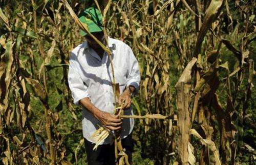 A peasant looks for good corn during harvest of a drought-affected crop in La Tuna community in Madriz, 200 km from Managua, on 